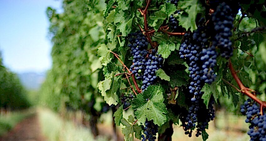 Denizli'nin Saklı Rotası : Çivril Çal Buldan Turu 