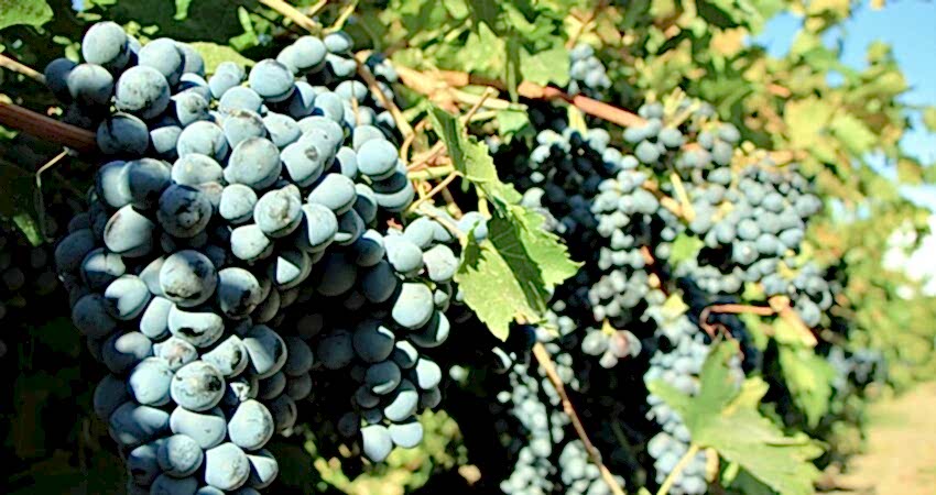 Denizli'nin Saklı Rotası : Çivril Çal Buldan Turu 