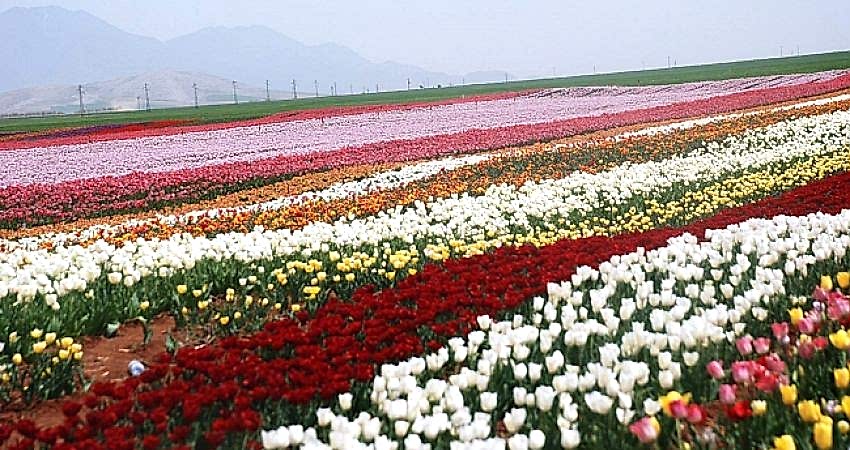 Hızlı Tren İle Lale Tarlaları Karaman Göksu Şelalesi Turu