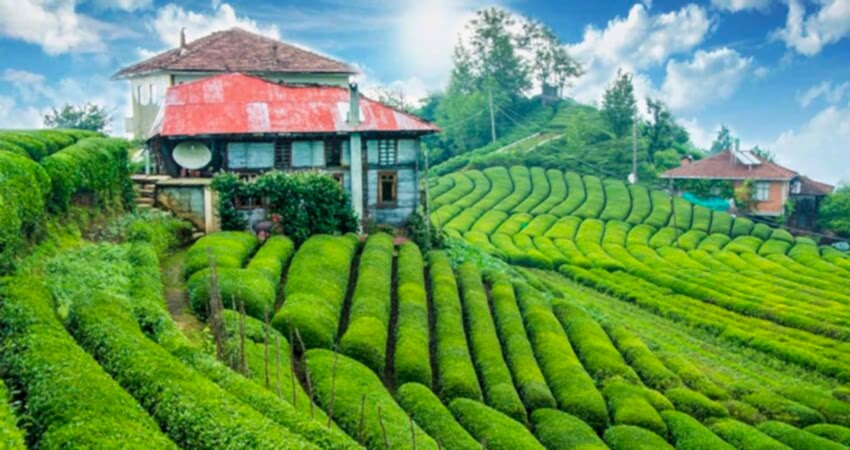 Çamlıhemşin Yaylaları Turu 