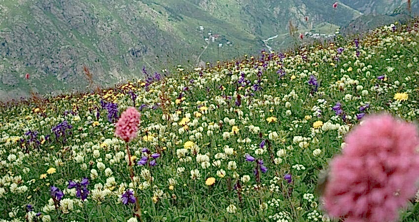 Çamlıhemşin Yaylaları Turu 