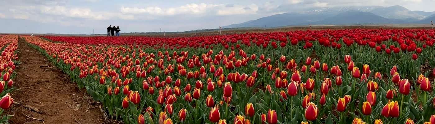 Hızlı Tren İle Lale Tarlaları Karaman Göksu Şelalesi Turu