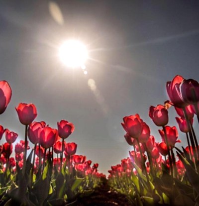 Hızlı Tren İle Lale Tarlaları Karaman Göksu Şelalesi Turu